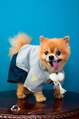 小狐狸钱包苹果版